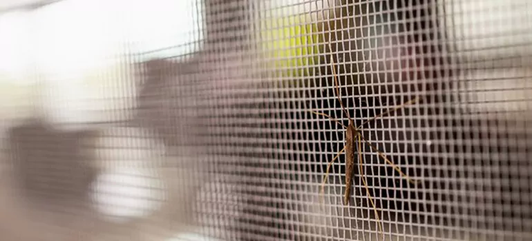 Repair Mosquito Mesh For Windows in Pacifica, CA